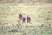 Picture 'KT1_19_15 Cheetah, Cub, Kenya, Amboseli'